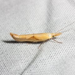 Ypsolopha canariella by (c) Ken-ichi Ueda, some rights reserved (CC BY). Used under a CC-BY license.