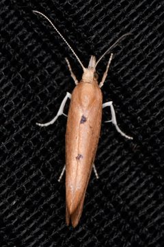 Ypsolopha cervella by (c) Trevor Van Loon, some rights reserved (CC BY), uploaded by Trevor Van Loon. Used under a CC-BY license.