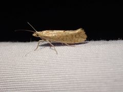Ypsolopha cervella by no rights reserved, uploaded by Ellyne Geurts. Used under a CC0 license.