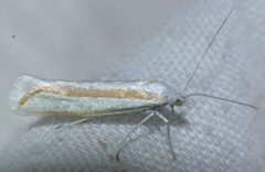 Ypsolopha cockerella by (c) Andrew Meeds, some rights reserved (CC BY), uploaded by Andrew Meeds. Used under a CC-BY license.