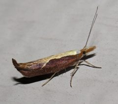 Ypsolopha dentella by (c) Nick Block, some rights reserved (CC BY), uploaded by Nick Block. Used under a CC-BY license.