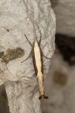 Ypsolopha dentella by (c) Donald Hobern, some rights reserved (CC BY). Used under a CC-BY license.