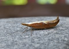 Ypsolopha dentella by (c) brendanboyd, some rights reserved (CC BY). Used under a CC-BY license.