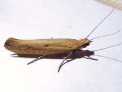 Ypsolopha by (c) Annika Lindqvist, some rights reserved (CC BY), uploaded by Annika Lindqvist. Used under a CC-BY license.