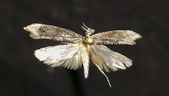 Ypsolopha senex by (c) Doug Macaulay, some rights reserved (CC BY), uploaded by Doug Macaulay. Used under a CC-BY license.