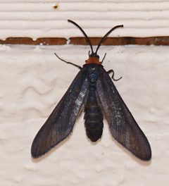 Harrisina metallica by (c) Wendy McCrady, some rights reserved (CC BY), uploaded by Wendy McCrady. Used under a CC-BY license.