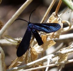 Harrisina metallica by (c) gailhampshire, some rights reserved (CC BY). Used under a CC-BY license.