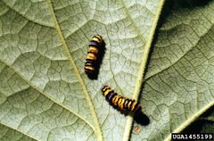 Harrisina metallica by (c) Whitney Cranshaw, Colorado State University, United States, some rights reserved (CC BY). Used under a CC-BY license.