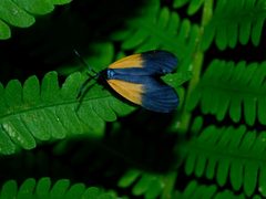 Pyromorpha dimidiata by (c) Michael J. Papay, some rights reserved (CC BY), uploaded by Michael J. Papay. Used under a CC-BY license.