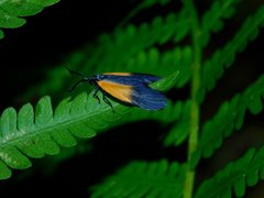 Pyromorpha dimidiata by (c) Michael J. Papay, some rights reserved (CC BY), uploaded by Michael J. Papay. Used under a CC-BY license.
