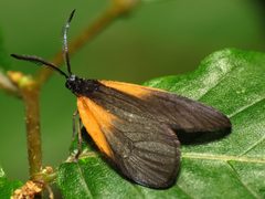 Pyromorpha dimidiata by (c) Katja Schulz, some rights reserved (CC BY). Used under a CC-BY license.