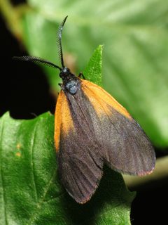 Pyromorpha dimidiata by (c) Katja Schulz, some rights reserved (CC BY). Used under a CC-BY license.