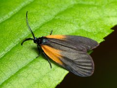 Pyromorpha by (c) Katja Schulz, some rights reserved (CC BY). Used under a CC-BY license.