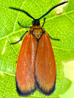 Pyromorpha dyari by (c) Sue Carnahan, some rights reserved (CC BY), uploaded by Sue Carnahan. Used under a CC-BY license.