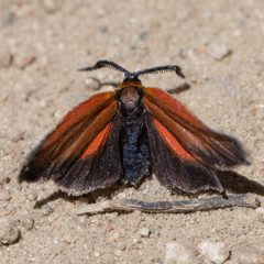 Pyromorpha dyari by (c) Ken-ichi Ueda, some rights reserved (CC BY), uploaded by Ken-ichi Ueda. Used under a CC-BY license.