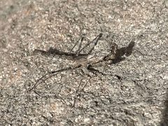 Litaneutria elongata by (c) Bobby McCabe, some rights reserved (CC BY), uploaded by Bobby McCabe. Used under a CC-BY license.