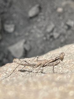 Litaneutria elongata by (c) Bobby McCabe, some rights reserved (CC BY), uploaded by Bobby McCabe. Used under a CC-BY license.