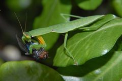 Mantidae by (c) Jon Sullivan, some rights reserved (CC BY). Used under a CC-BY license.