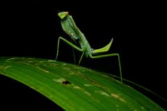Mantidae by (c) Geoff Gallice, some rights reserved (CC BY). Used under a CC-BY license.