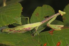 Stagmomantis carolina by (c) Judy Gallagher, some rights reserved (CC BY). Used under a CC-BY license.