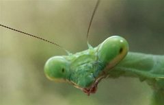 Stagmomantis carolina by (c) Eridan Xharahi, some rights reserved (CC BY). Used under a CC-BY license.