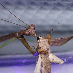 Stagmomantis by (c) Adrienne van den Beemt, some rights reserved (CC BY), uploaded by Adrienne van den Beemt. Used under a CC-BY license.