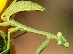 Stagmomantis limbata by (c) Peter Chen 2.0, some rights reserved (CC BY), uploaded by Peter Chen 2.0. Used under a CC-BY license.