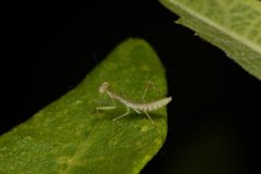 Stagmomantis limbata by (c) Hawk T., some rights reserved (CC BY), uploaded by Hawk T.. Used under a CC-BY license.