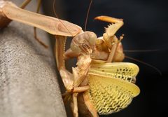 Tenodera angustipennis by (c) Benjamin Burgunder, some rights reserved (CC BY), uploaded by Benjamin Burgunder. Used under a CC-BY license.