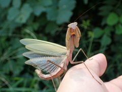 Tenodera angustipennis by no rights reserved. Used under a CC0 license.
