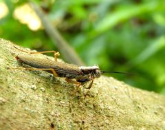 Mantoididae by (c) Francisco Farriols Sarabia, some rights reserved (CC BY), uploaded by Francisco Farriols Sarabia. Used under a CC-BY license.