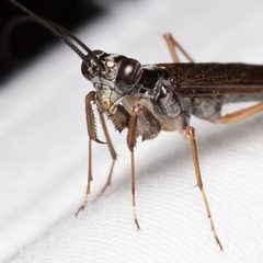 Mantoididae by (c) Ken-ichi Ueda, some rights reserved (CC BY), uploaded by Ken-ichi Ueda. Used under a CC-BY license.