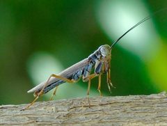 Mantoididae by (c) Francisco Farriols Sarabia, some rights reserved (CC BY), uploaded by Francisco Farriols Sarabia. Used under a CC-BY license.