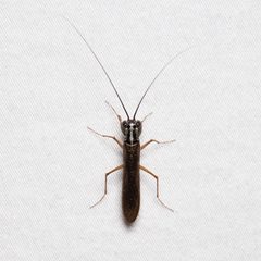 Mantoida by (c) Ken-ichi Ueda, some rights reserved (CC BY), uploaded by Ken-ichi Ueda. Used under a CC-BY license.