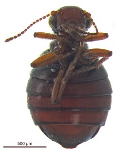 Boreidae by (c) 
Sikes D, Stockbridge J, some rights reserved (CC BY). Used under a CC-BY license.