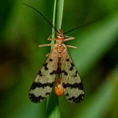 Panorpa mirabilis by (c) Patrick Hanly, some rights reserved (CC BY), uploaded by Patrick Hanly. Used under a CC-BY license.