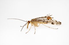 Panorpa submaculosa by (c) Christian Back, some rights reserved (CC BY), uploaded by Christian Back. Used under a CC-BY license.