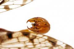 Panorpa submaculosa by (c) Christian Back, some rights reserved (CC BY), uploaded by Christian Back. Used under a CC-BY license.