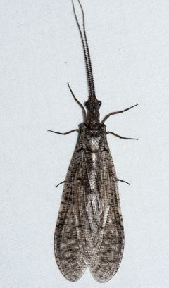 Chauliodinae by (c) Don Loarie, some rights reserved (CC BY), uploaded by Don Loarie. Used under a CC-BY license.