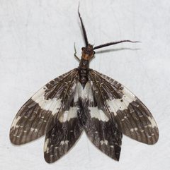 Nigronia fasciata by (c) Douglas Hooper, some rights reserved (CC BY), uploaded by Douglas Hooper. Used under a CC-BY license.