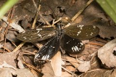 Nigronia by (c) Ken-ichi Ueda, some rights reserved (CC BY), uploaded by Ken-ichi Ueda. Used under a CC-BY license.