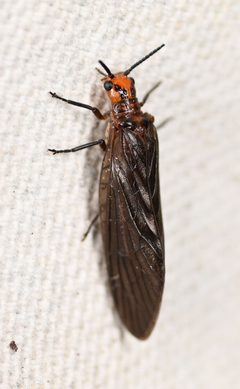 Protosialis glabella by (c) Amber M. King, some rights reserved (CC BY), uploaded by Amber M. King. Used under a CC-BY license.