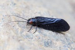 Sialis nevadensis by (c) Ken-ichi Ueda, some rights reserved (CC BY), uploaded by Ken-ichi Ueda. Used under a CC-BY license.