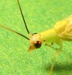 Chrysopa nigricornis by no rights reserved, uploaded by Ken Kneidel. Used under a CC0 license.