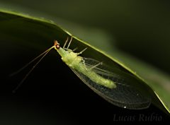 Chrysoperla externa by (c) Lucas Rubio, some rights reserved (CC BY), uploaded by Lucas Rubio. Used under a CC-BY license.