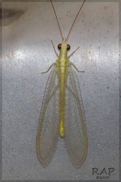 Chrysoperla externa by (c) RAP, some rights reserved (CC BY), uploaded by RAP. Used under a CC-BY license.