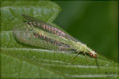 Chrysoperla externa by (c) RAP, some rights reserved (CC BY), uploaded by RAP. Used under a CC-BY license.