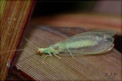 Chrysoperla externa by (c) RAP, some rights reserved (CC BY), uploaded by RAP. Used under a CC-BY license.