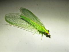 Chrysoperla rufilabris by (c) Annika Lindqvist, some rights reserved (CC BY), uploaded by Annika Lindqvist. Used under a CC-BY license.