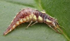 Chrysoperla rufilabris by (c) Matthew Lindsey, some rights reserved (CC BY), uploaded by Matthew Lindsey. Used under a CC-BY license.